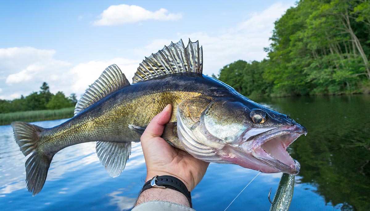 Fishing Champions Caught Cheating, Pujols Slams HR 702, More Sports News